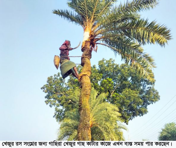 মহেশপুরে খেজুর রস সংগ্রহে ব্যস্ত গাছিরা