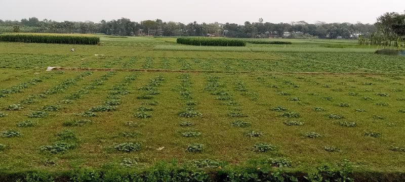 রমজান শুরু হলেও  দেখা নেই লালমির