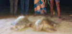 কুয়াকাটা সমুদ্র সৈকতে ভেসে এসেছে মৃত জোড়া কচ্ছপ
