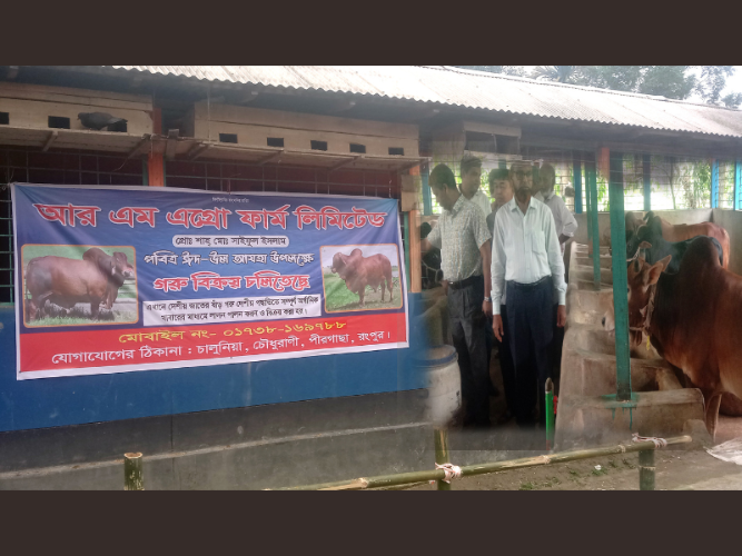 পীরগাছায় আরএম এগ্রো ফার্মের কুরবানিযোগ্য ৩০ দেশী গরু প্রস্তুত