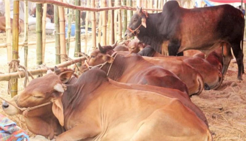 রাজধানীর ২০ হাটে আজ থেকে কোরবানির পশু বিক্রি শুরু হচ্ছে