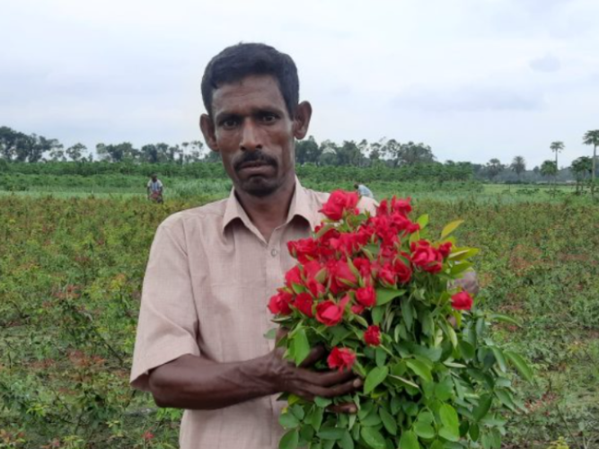 গদখালী বাজারে দাম আছে, গাছে ফুল নেই