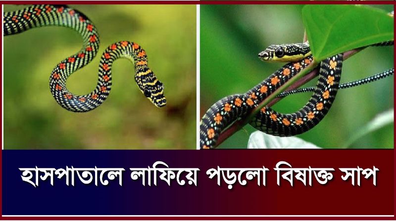 হাসপাতালের কোয়ার্টারে লাফিয়ে পড়ল বিষাক্ত সাপ