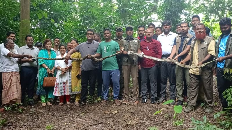 কাপ্তাই জাতীয় উদ্যানে ২ টি অজগর সাপ অবমুক্ত করা হয়েছে 