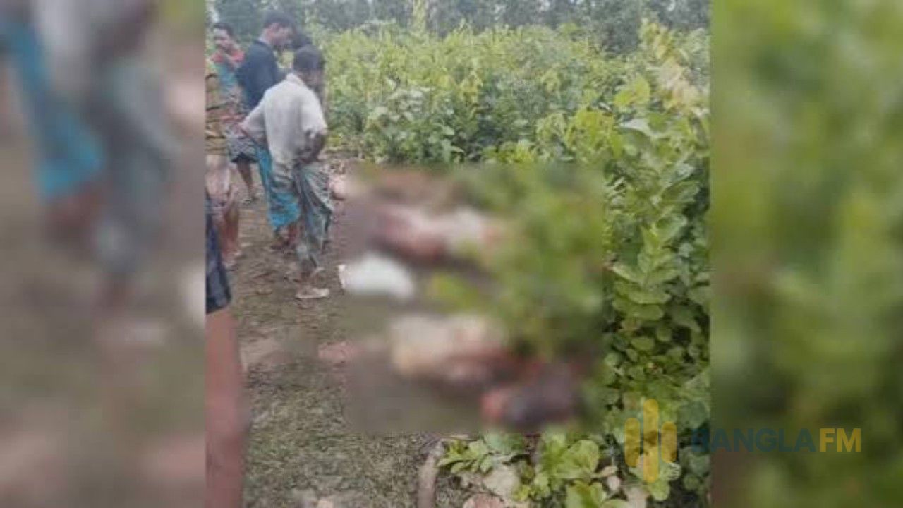 গাজীপুরের জঙ্গলে মিলল ১২ ঘোড়ার কাটা মাথা
