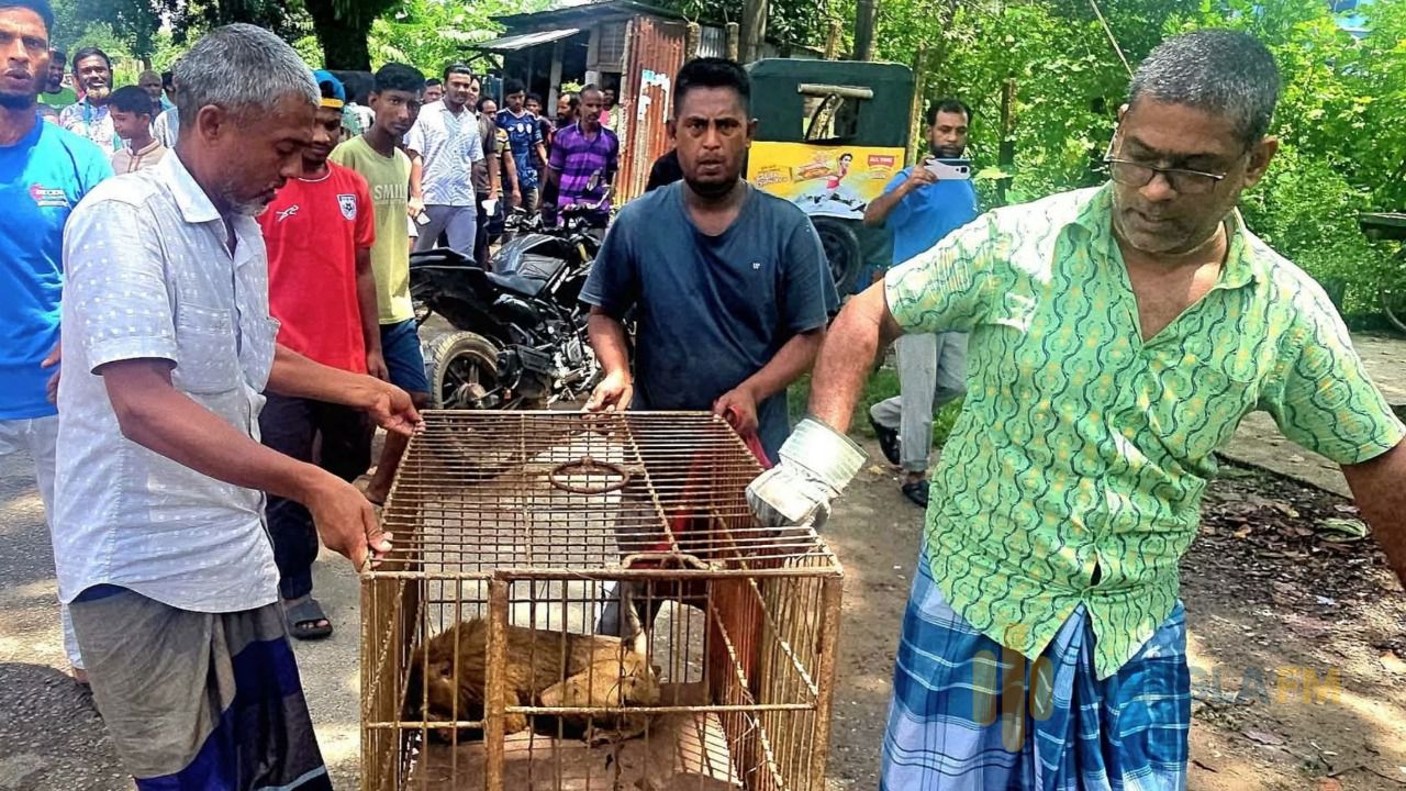 শ্রীমঙ্গলে আহত উল্টোলেজি বানর উদ্ধার