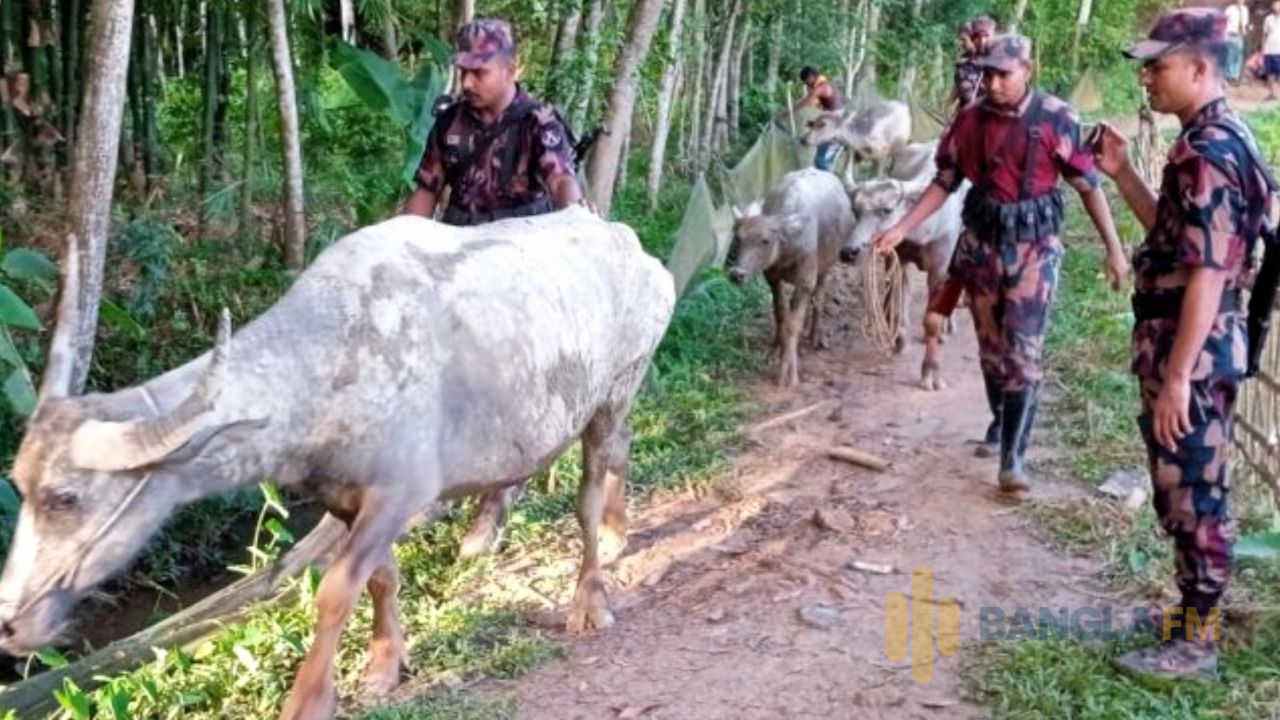 ভুয়া রশিদে ভারতীয় মহিষ বৈধ দেখানোর চেষ্টা,উদ্ধার ৫