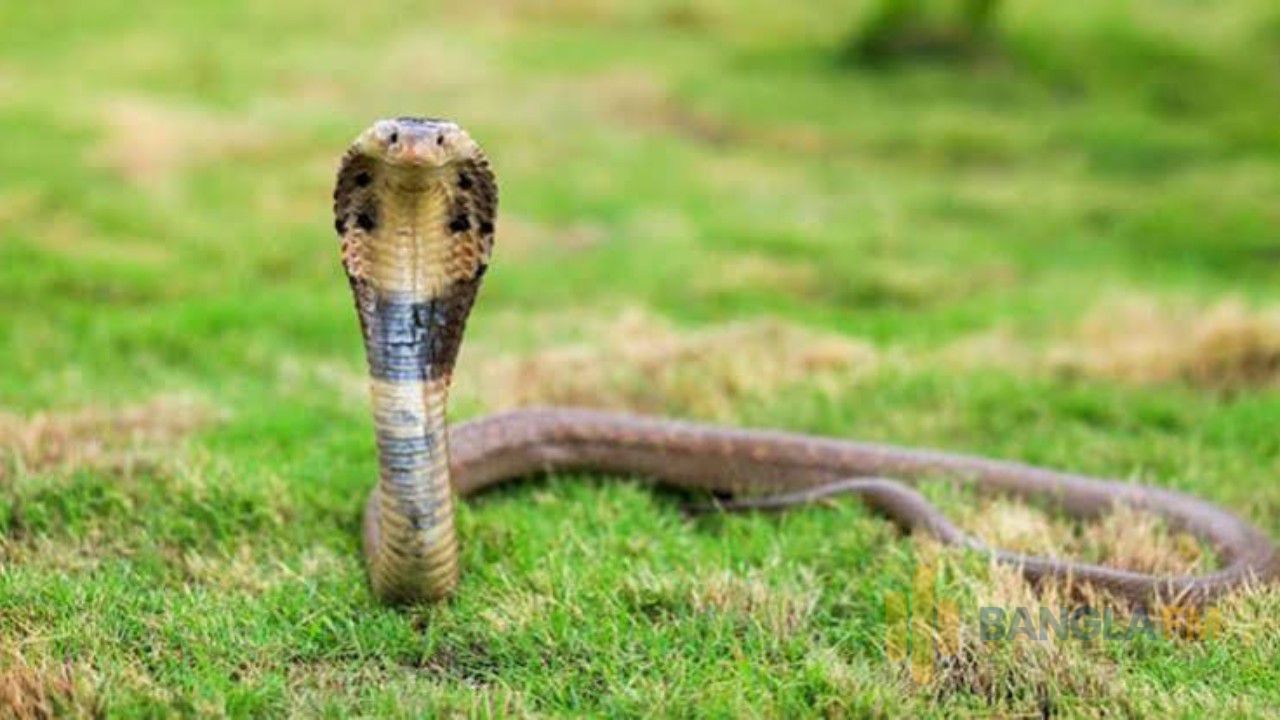 মধ্যনগরে মাছুয়াকান্দায় 