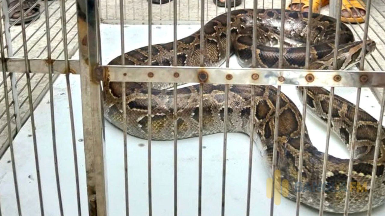 সাতক্ষীরায় ১৮ ফুট লম্বা অজগর সাপ উদ্ধার 