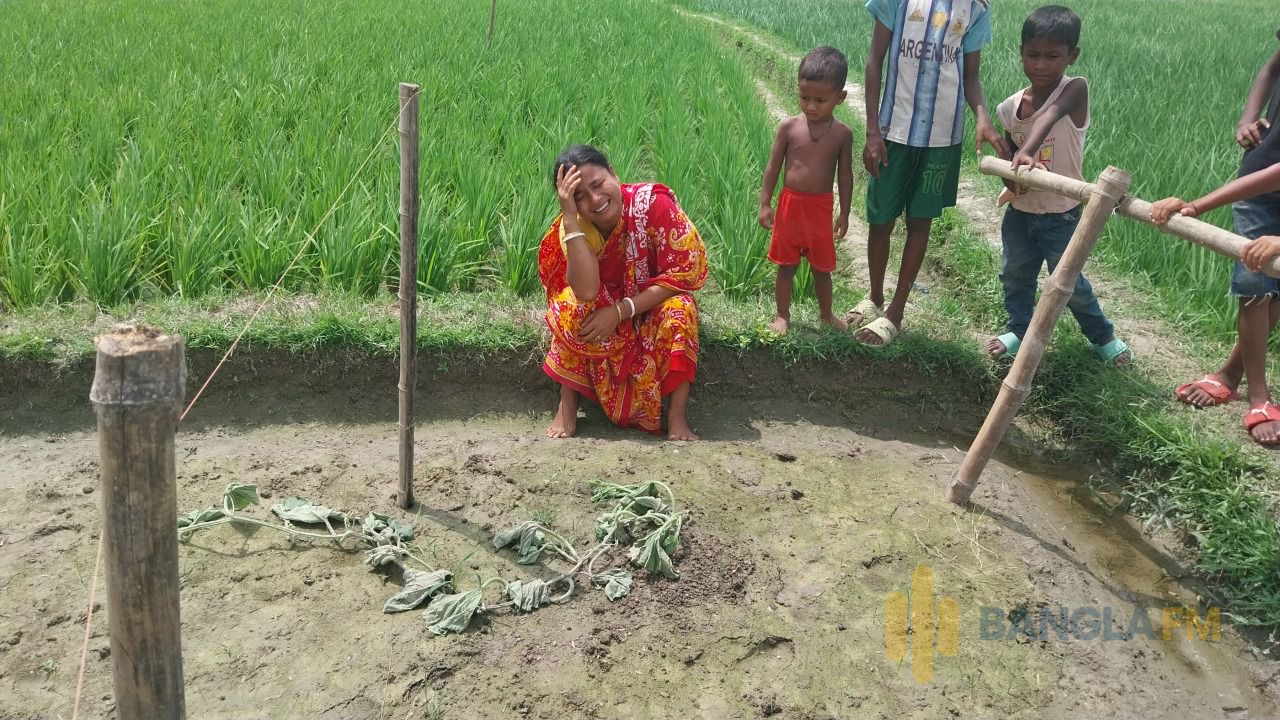 জয়পুরহাটে লাউ গাছ কেটে দেওয়ার অভিযোগ, দিশাহারা কৃষক