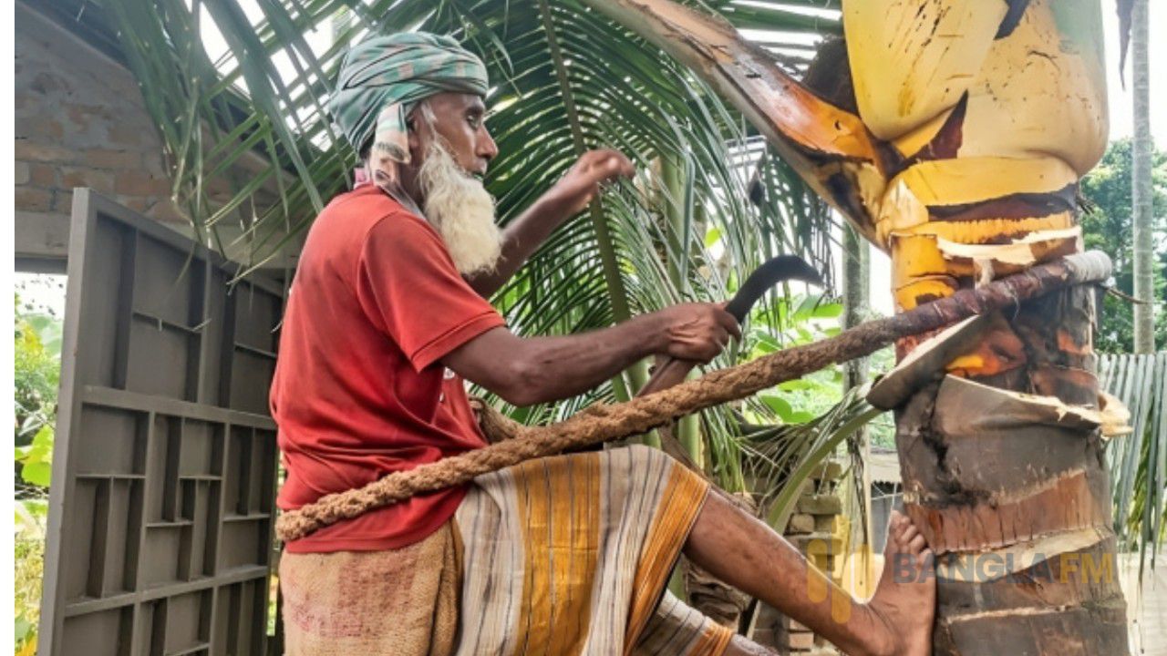জীবনের ঝুঁকি নিয়েও থামেনি সংগ্রাম: ৭৫ বছর বয়সেও নারকেল গাছে ওঠেন জলিল গাছি