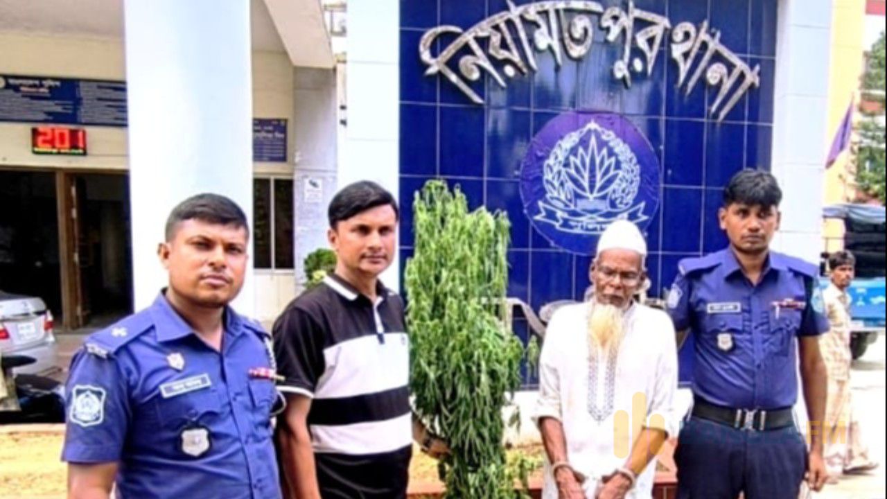 ন‌ওগাঁর নিয়ামতপুরে বাড়ির আঙিনায় গাঁজার চাষ, একজন গ্রেপ্তার