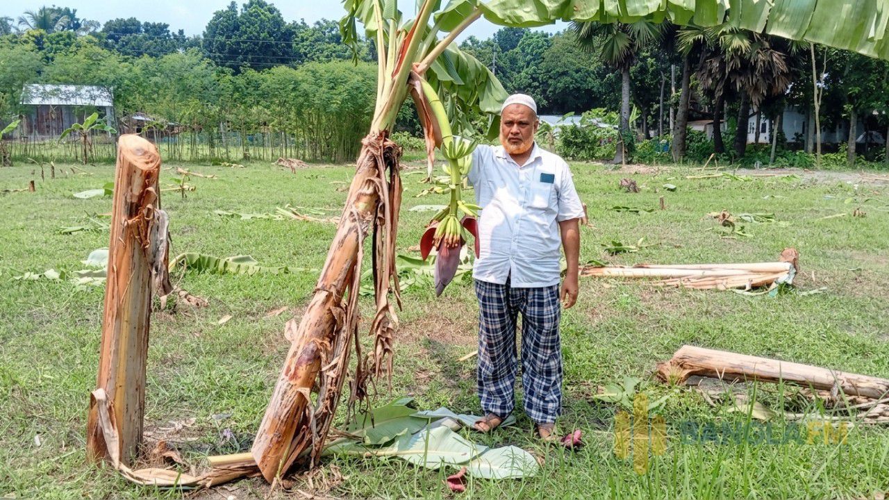 সদরপুরে প্রায় দুই বিঘা জমির ৩৫০টি কলাগাছ কাটার অভিযোগ প্রতিপক্ষের বিরুদ্ধে