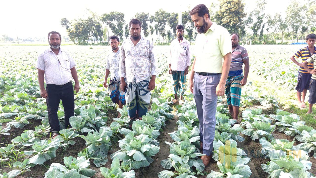 আগাম শীতকালীন সবজি চাষে ব্যস্ত বীরগঞ্জের চাষীরা