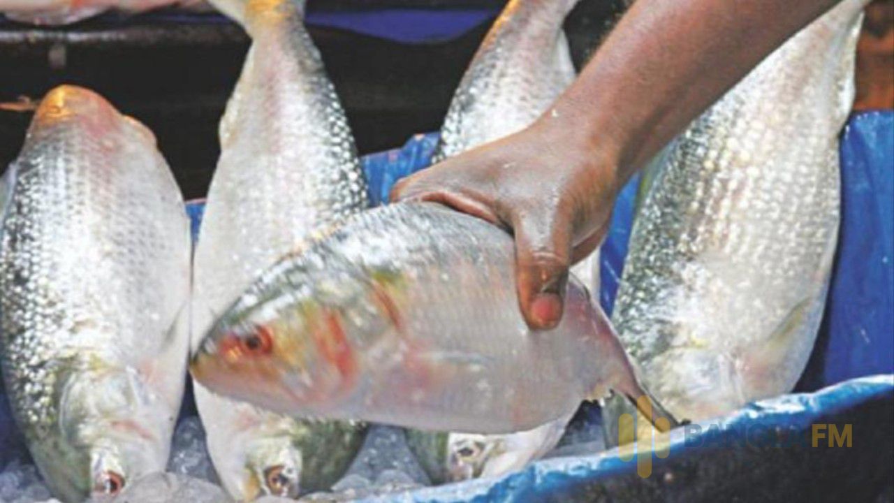 ২২ দিন ইলিশ ধরা মানা, কেনাবেচাতেও নিষেধাজ্ঞা
