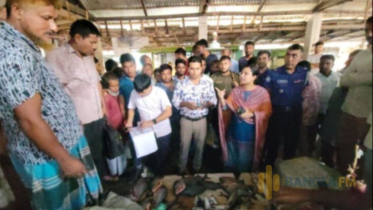 নীলফামারীতে নিষিদ্ধ পিরানহা মাছ বিক্রি, ৩ ব্যবসায়ীর জরিমানা 