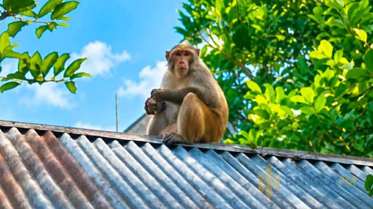 ব্রাহ্মণপাড়ায় লোকালয়ে বানরের হানা, অতিষ্ঠ বাসিন্দারা