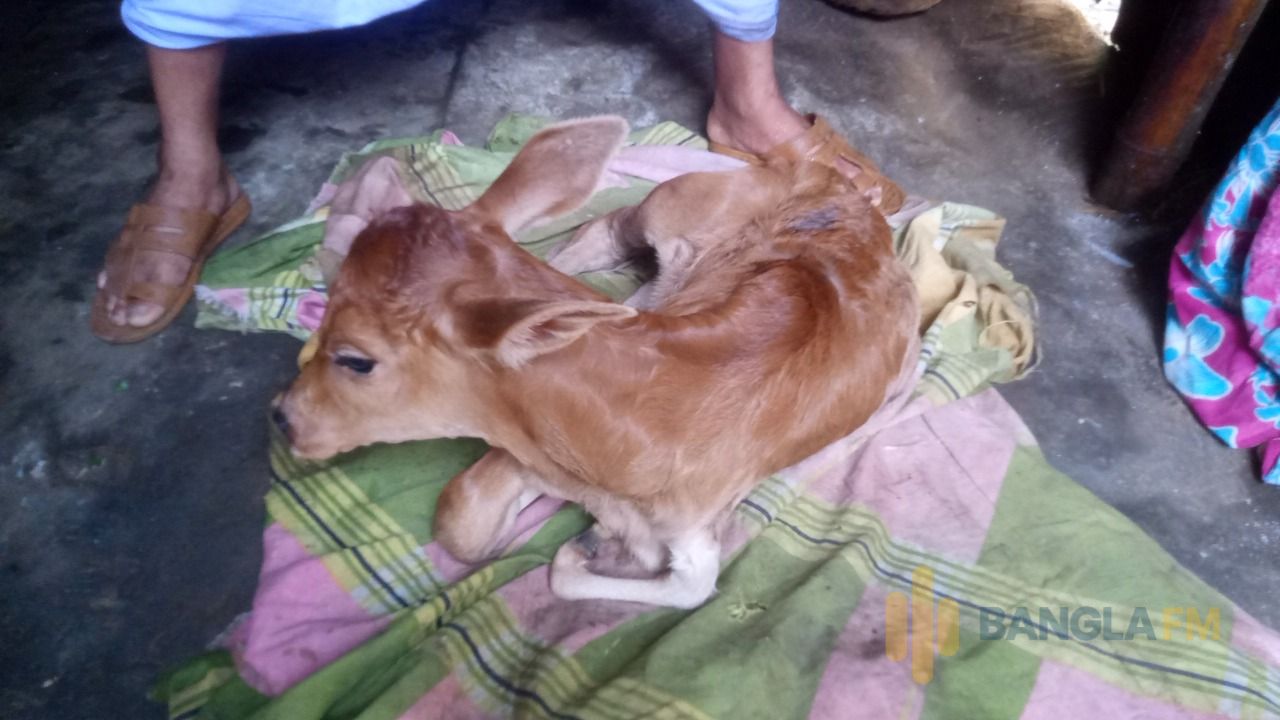 মধ্যনগরে শাহীওয়াল বাছুরের জন্মগত ত্রুটি