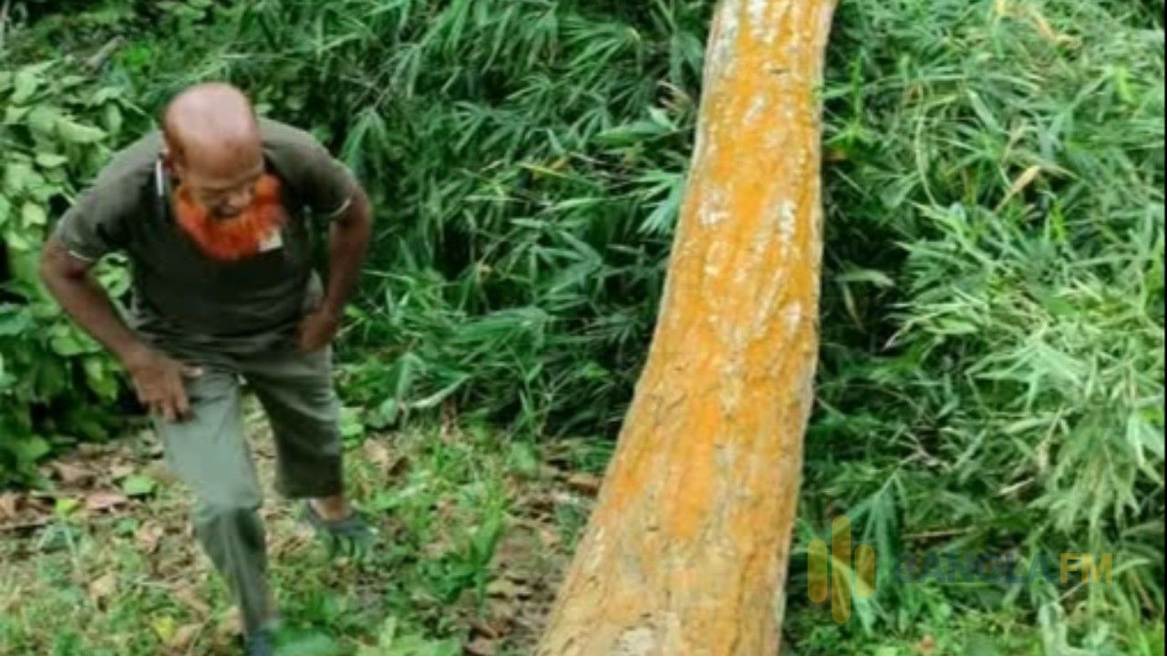 গজারি গাছ রক্ষায় বন বিভাগের নজরদারি কতটা কার্যকর? রাংটিয়ায় প্রকাশ্যে নিধন