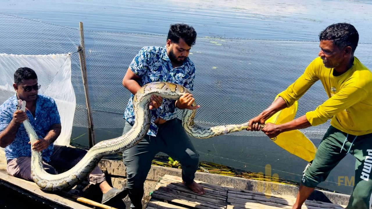হাইল হাওরে ১৬ ফুটের অজগর উদ্ধার