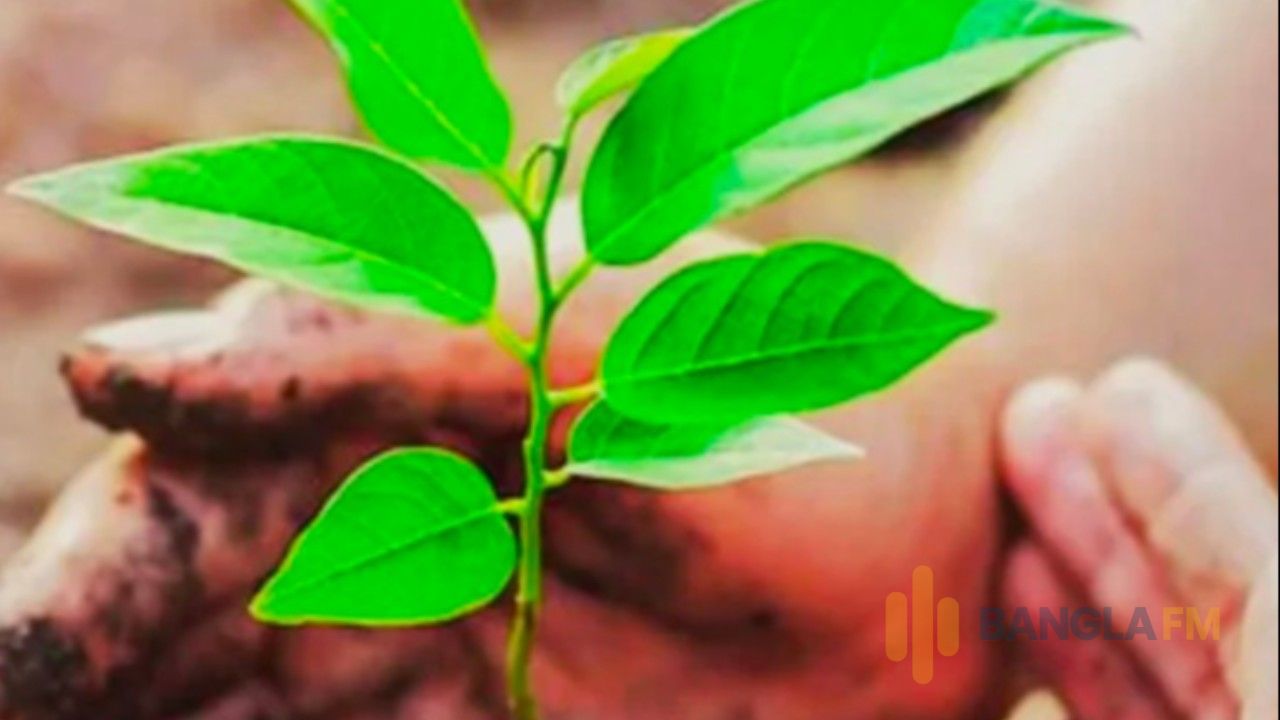 বৃক্ষরোপণ ছাড়াই ১৮ হাজার ৫১৯ গাছের হিসাব!