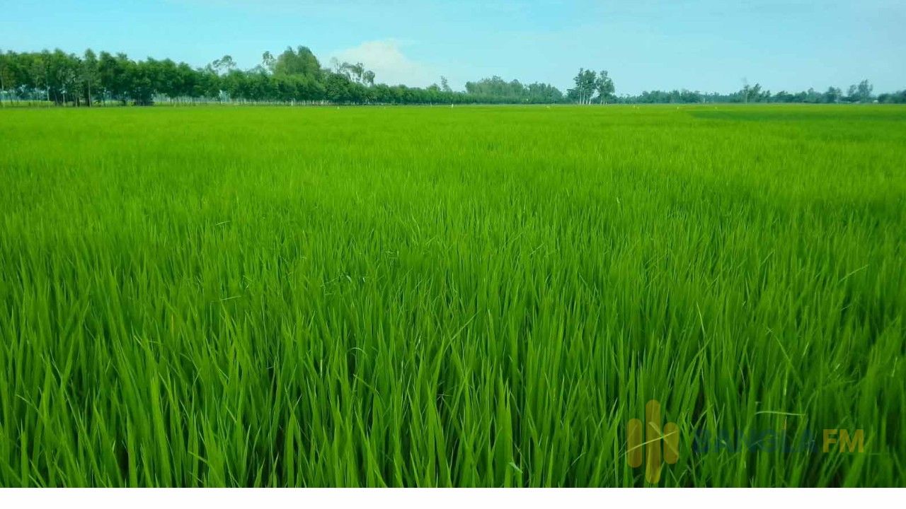 সবুজে ভরে উঠেছে আমনের মাঠ, ভালো ফলনের আশা কৃষকদের