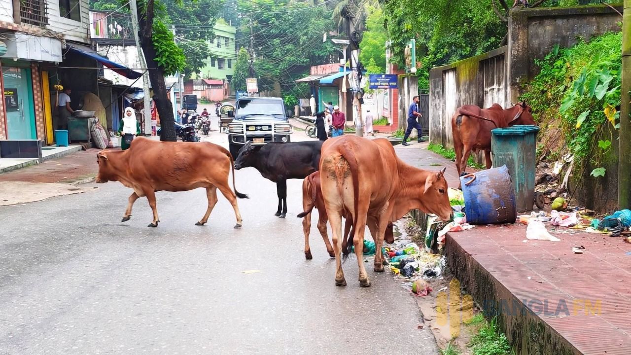বান্দরবানে রাস্তায় যত্রতত্র গরু ও আবর্জনা: পর্যটন শহরের সৌন্দর্য নষ্ট, ব্যবস্থা নেওয়ার দাবি