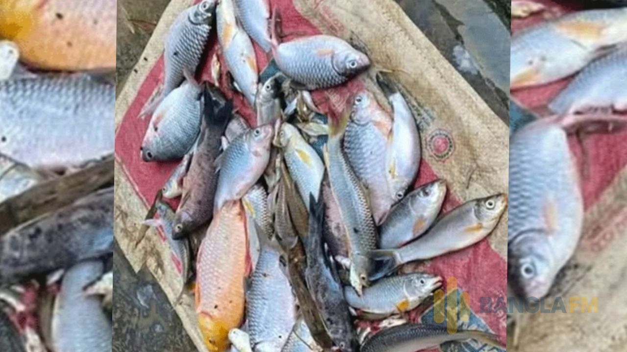 জমি বিরোধে পুকুরে বিষ,ঘর সংস্কারে বাধার অভিযোগ