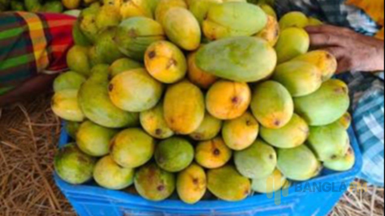 নওগাঁয় অসময়ে আমের জমজমাট  বাজার
