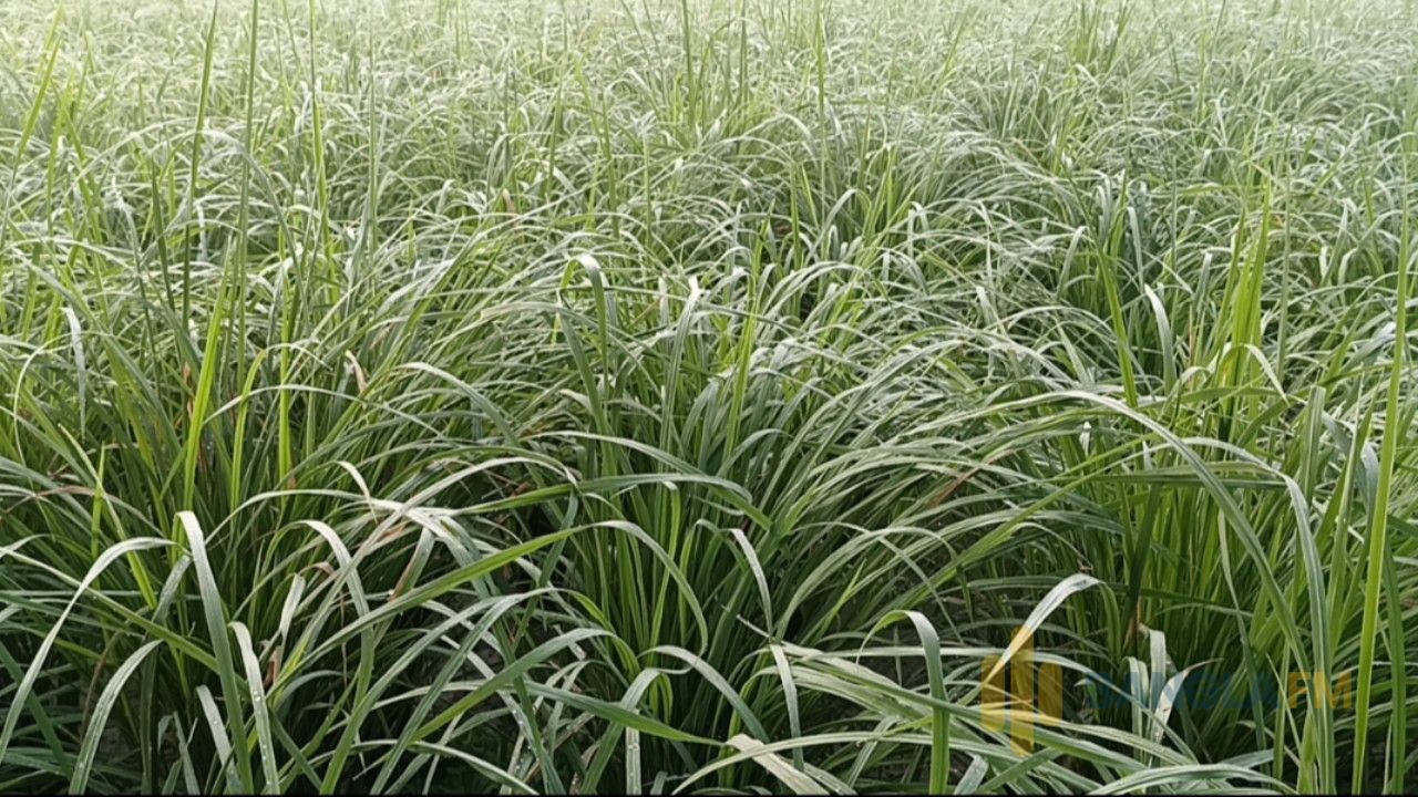 শিশির ভেজা  বিস্তীর্ণ মাঠে  দোলছে কৃষকের সোনালী স্বপ্ন 