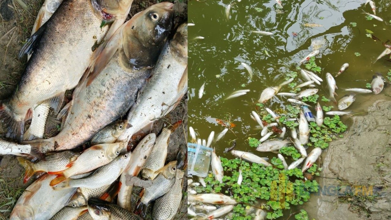 পীরগাছায় পুকুরে বিষাক্ত গ্যাস ট্যাবলেট,১৫ মণ মাছ নিধনের অভিযোগ