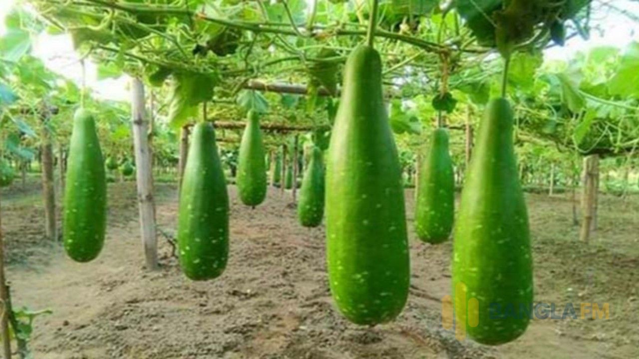 এক টাকায় মিলছে চার লাউ!
