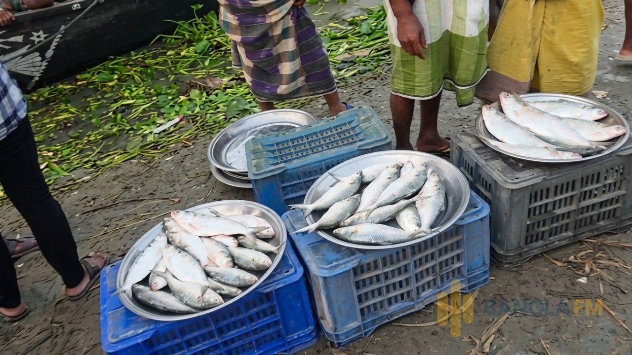 নিষেধাজ্ঞার মধ্যেই পদ্মাপাড়ে ইলিশের হাট