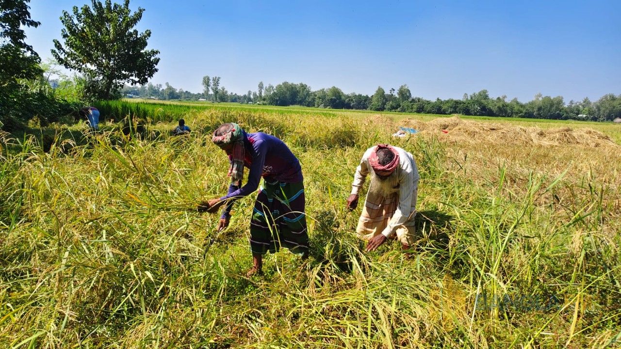 সিরাজগঞ্জের শাহজাদপুরে আমন ধানের বাম্পার ফলন, মাঠ জুড়ে সোনালী ধানের সমারোহ 