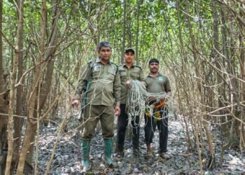 সুন্দরবন সাতক্ষীরারেঞ্জে বনবিভাগ কর্তৃক উদ্ধারকৃত মালা ফাঁদ।