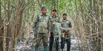 সুন্দরবন সাতক্ষীরারেঞ্জে বনবিভাগ কর্তৃক উদ্ধারকৃত মালা ফাঁদ।
