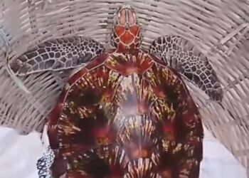 শ্যামনগরে জেলের জালে ধরা বিরল প্রজাতির কচ্ছপ