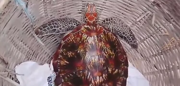 শ্যামনগরে জেলের জালে ধরা বিরল প্রজাতির কচ্ছপ