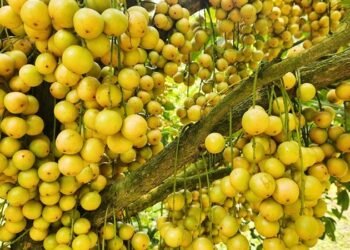 সুস্বাদু লটকন