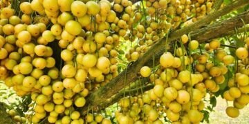সুস্বাদু লটকন