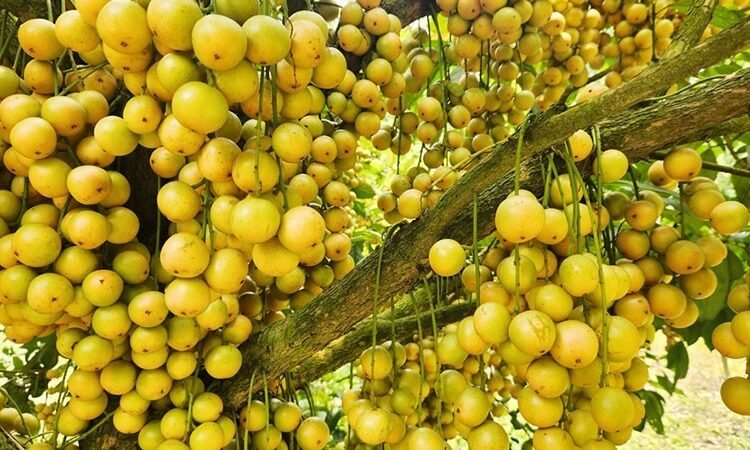 সুস্বাদু লটকন