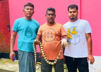 শ্রীমঙ্গলে শঙ্খিনী সাপ উদ্ধার