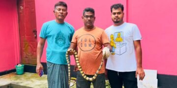শ্রীমঙ্গলে শঙ্খিনী সাপ উদ্ধার