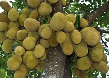 জাতীয় ফল কাঠাল