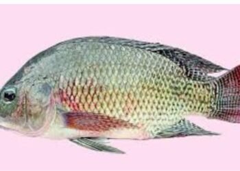 তেলাপিয়া মাছ