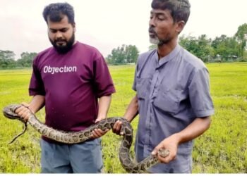 অজগর সাপ উদ্ধার