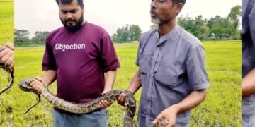 অজগর সাপ উদ্ধার