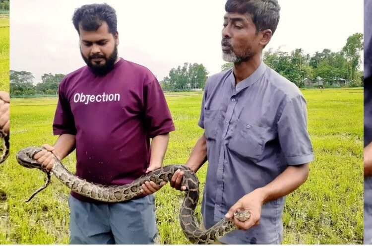 অজগর সাপ উদ্ধার