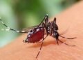 এডিস মশা