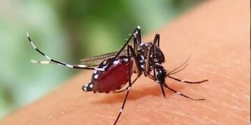 এডিস মশা